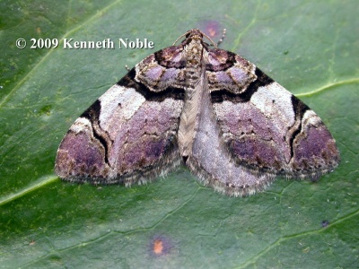 streamer (Anticlea derivata) Kenneth Noble